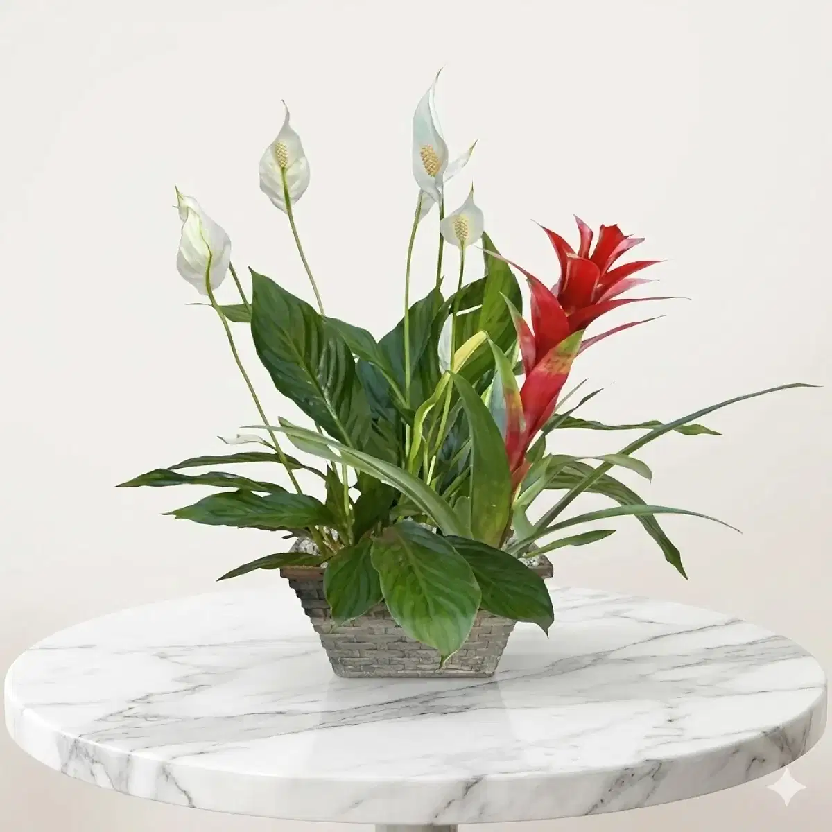 Guzmania ve Barış Çiçeği