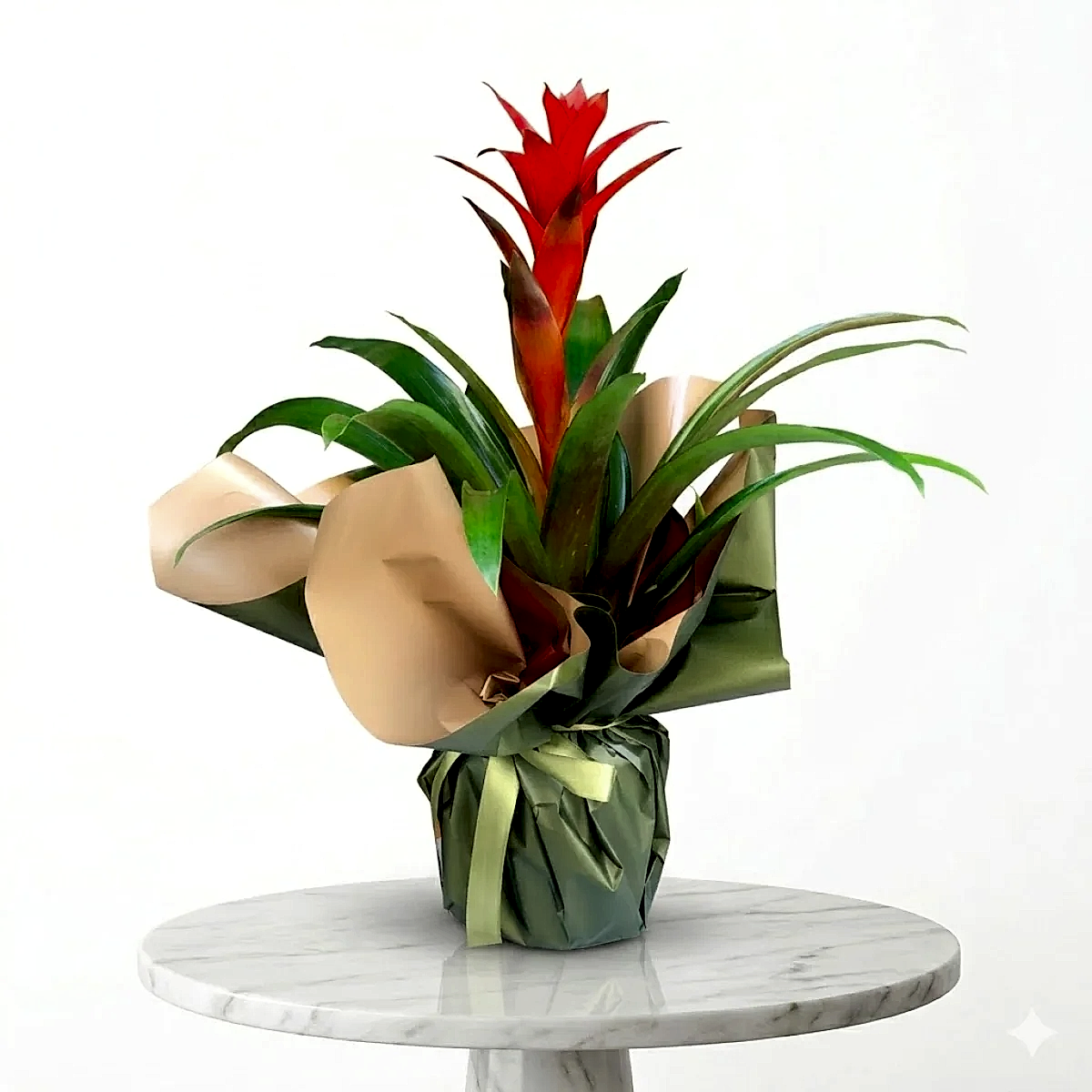 Kırmızı Çiçekli Guzmania Saksı Çiçeği